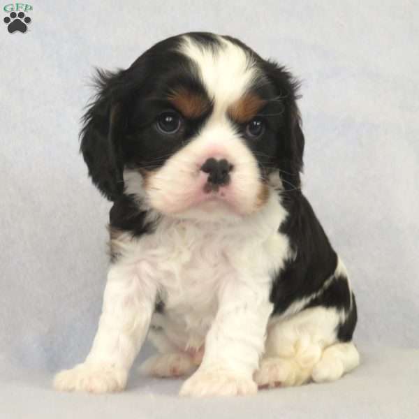Orion, Cavalier King Charles Spaniel Puppy