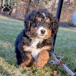 Mini bernedoodle hot sale greenfield puppies