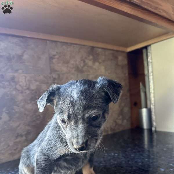 Jay, Blue Heeler – Australian Cattle Dog Puppy