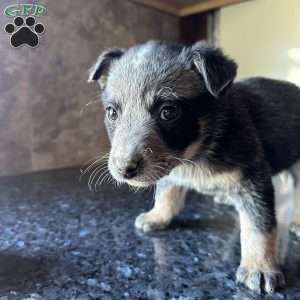Jake, Blue Heeler – Australian Cattle Dog Puppy