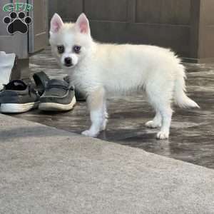 Bella, Pomsky Puppy