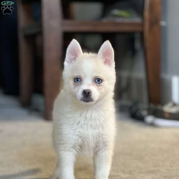 Bella, Pomsky Puppy