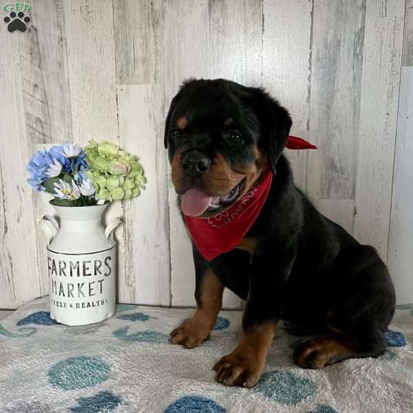 Reese, Rottweiler Puppy