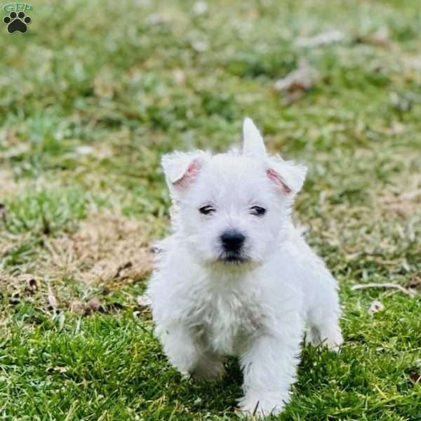 Tank, West Highland Terrier Puppy