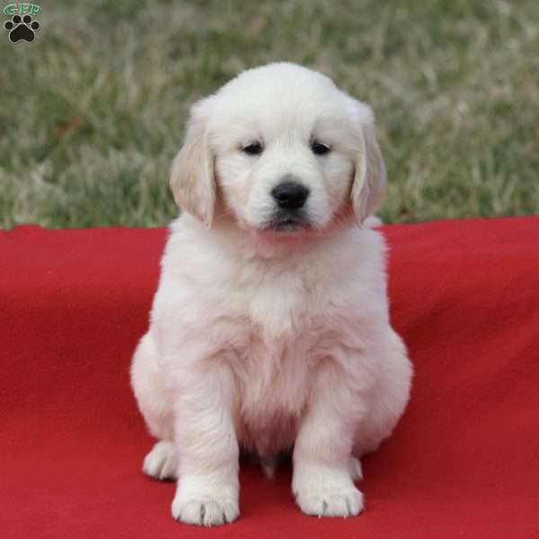 Baxter, Golden Retriever Puppy