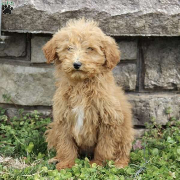 Dax, Goldendoodle Puppy