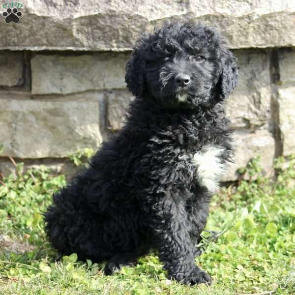 Riley, Goldendoodle Puppy