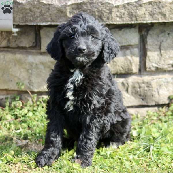 Ronnie, Goldendoodle Puppy
