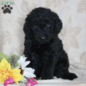 F1b labradoodle best sale puppies for sale