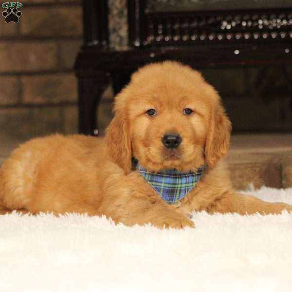 Cole, Golden Retriever Puppy