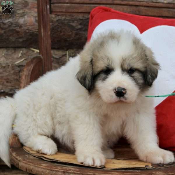 Wags, Great Pyrenees Puppy