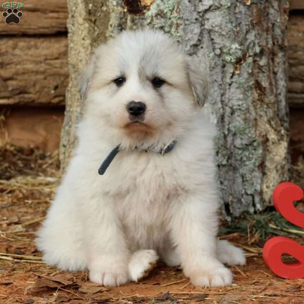 Whiskey, Great Pyrenees Puppy