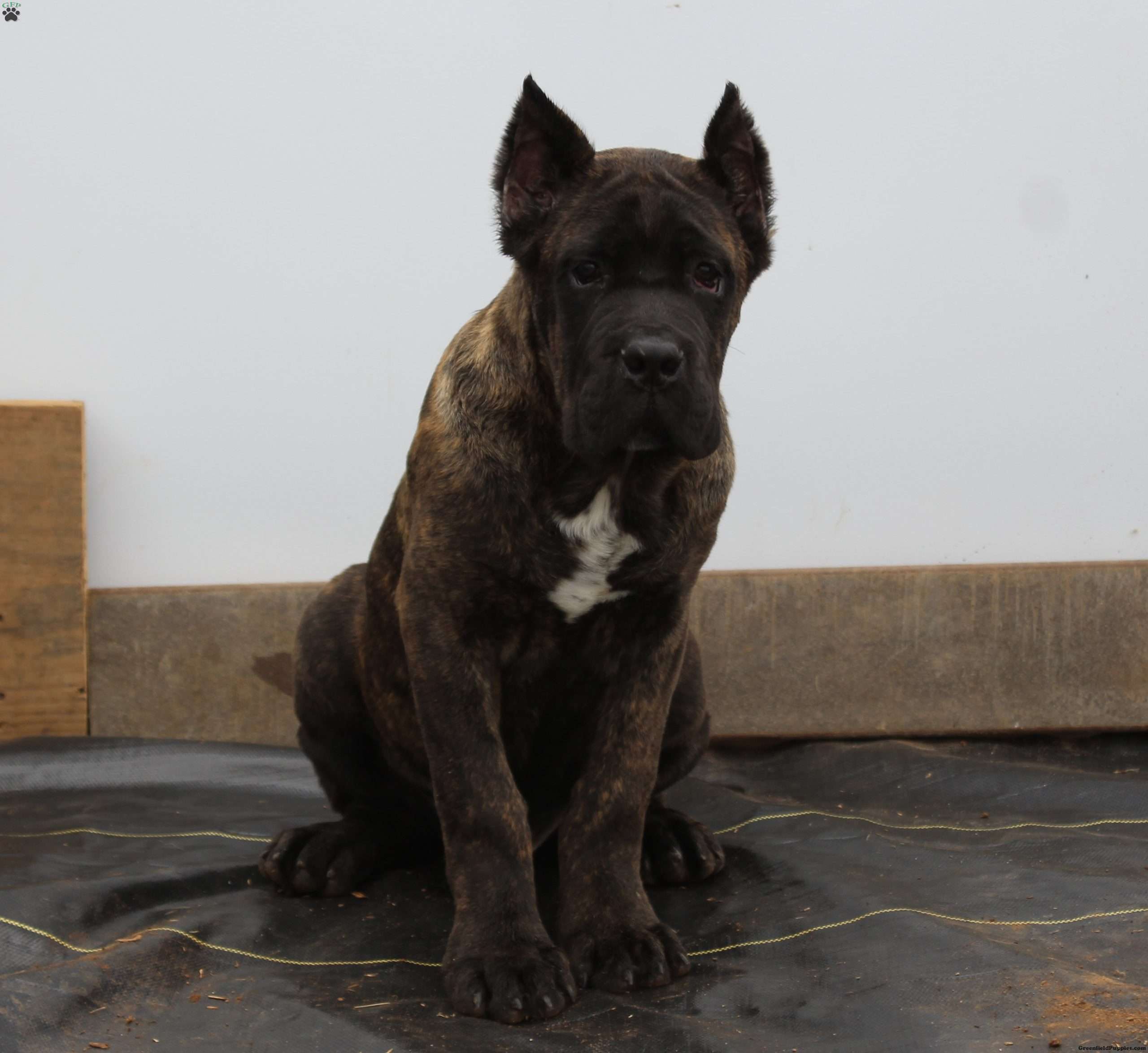 Bobby Cane Corso Puppy For Sale in Virginia