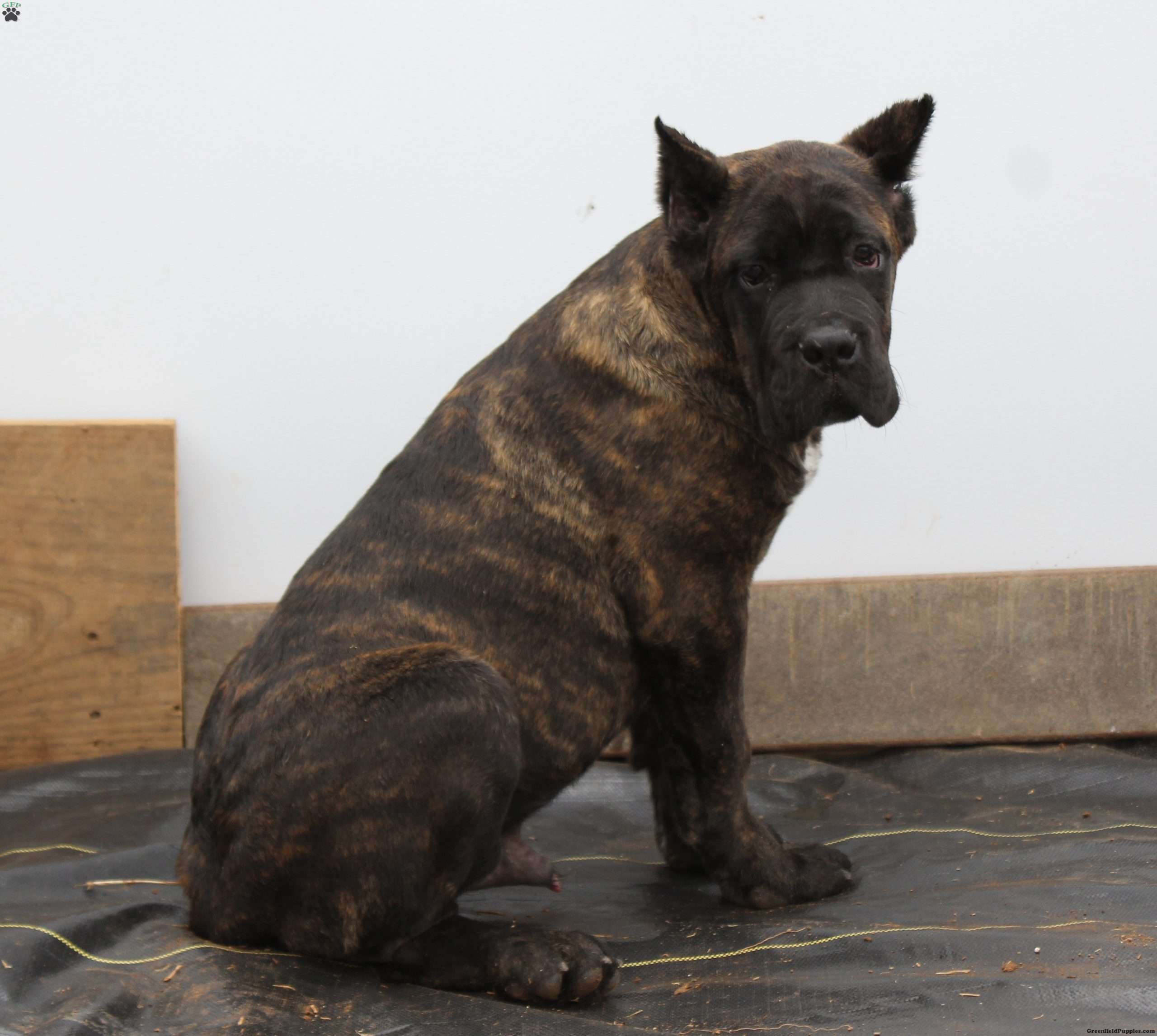 Bobby Cane Corso Puppy For Sale in Virginia