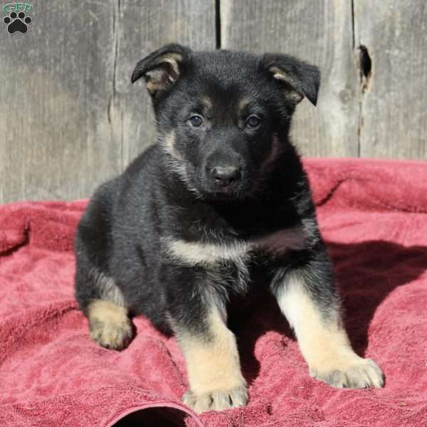 Alex, German Shepherd Puppy