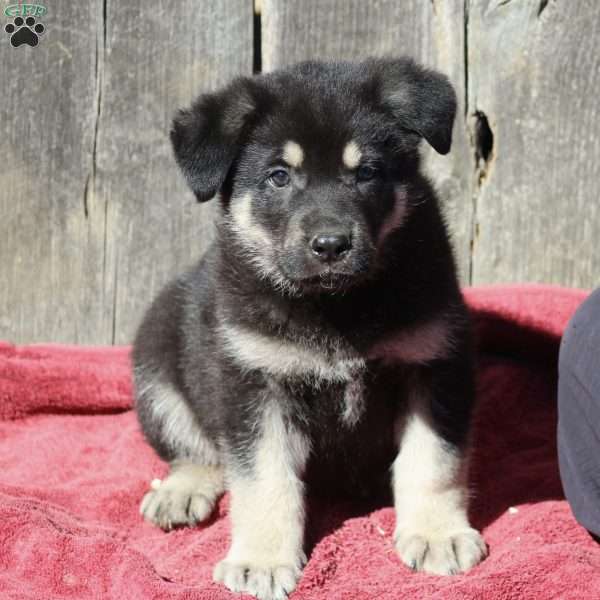 Axel, German Shepherd Puppy