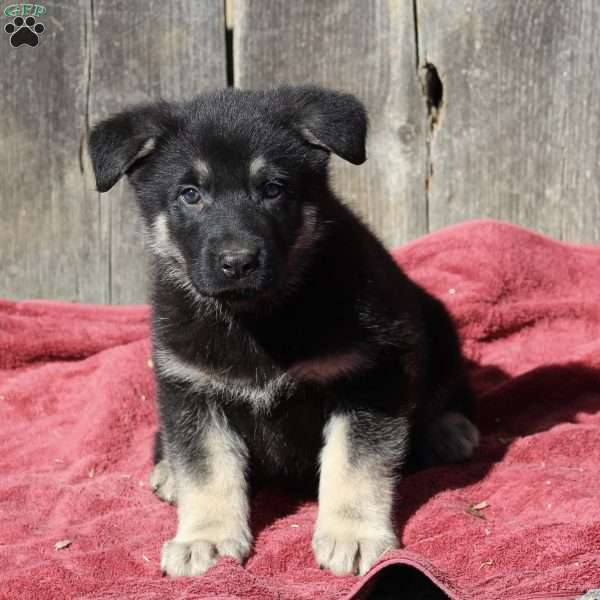 Auggie, German Shepherd Puppy