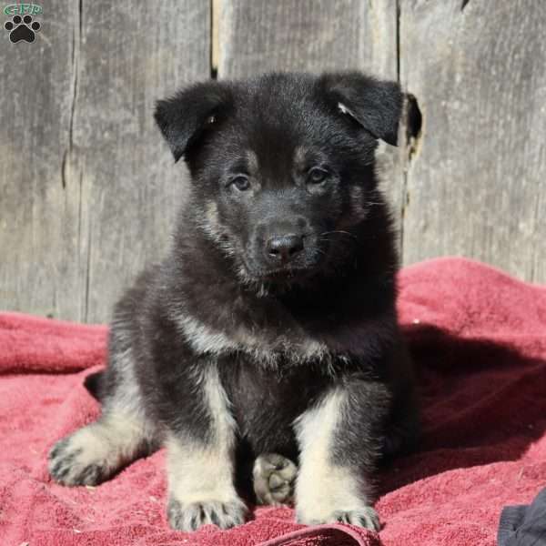 Allen, German Shepherd Puppy