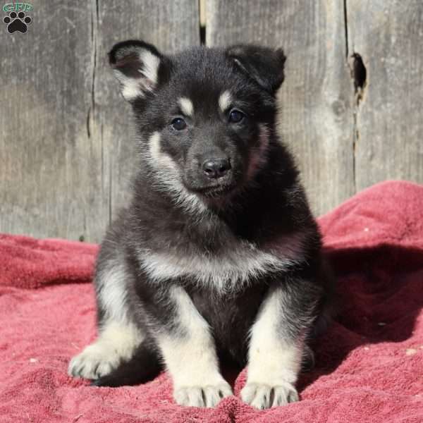 Annie, German Shepherd Puppy