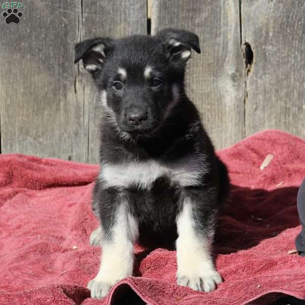 Archie, German Shepherd Puppy
