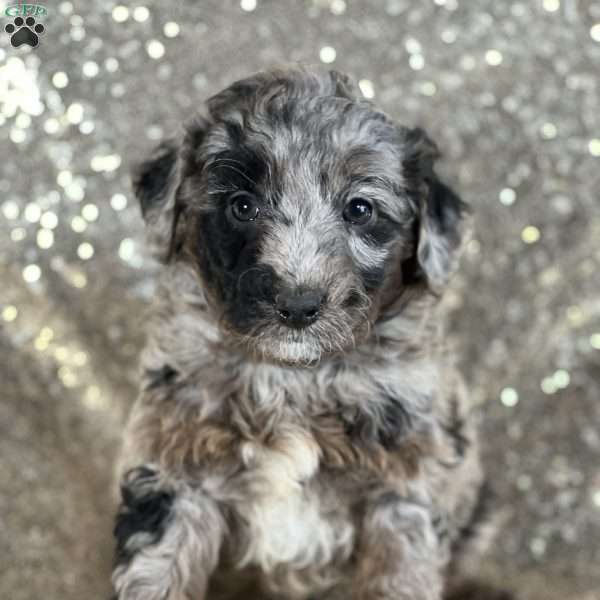 Gemma, Mini Aussiedoodle Puppy