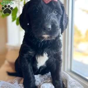 Ruby, Goldendoodle Puppy