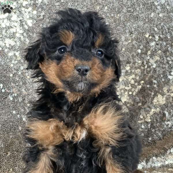 Ziggy, Mini Aussiedoodle Puppy
