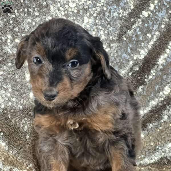 Tucker, Mini Aussiedoodle Puppy