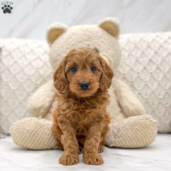 Arlo, Mini Goldendoodle Puppy