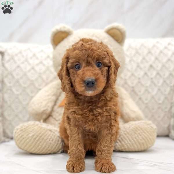 Cleo, Mini Goldendoodle Puppy