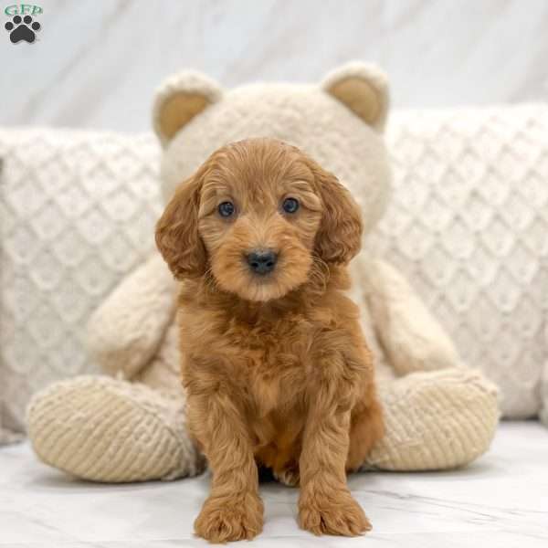Tallula, Mini Goldendoodle Puppy