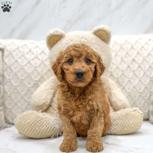 Frankie, Mini Goldendoodle Puppy