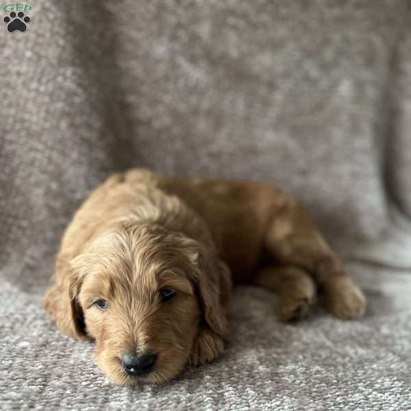 Rook, Goldendoodle Puppy