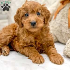 Sable, Mini Goldendoodle Puppy