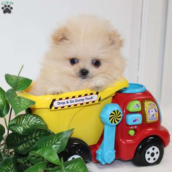 Tiny Timmy, Pomeranian Puppy