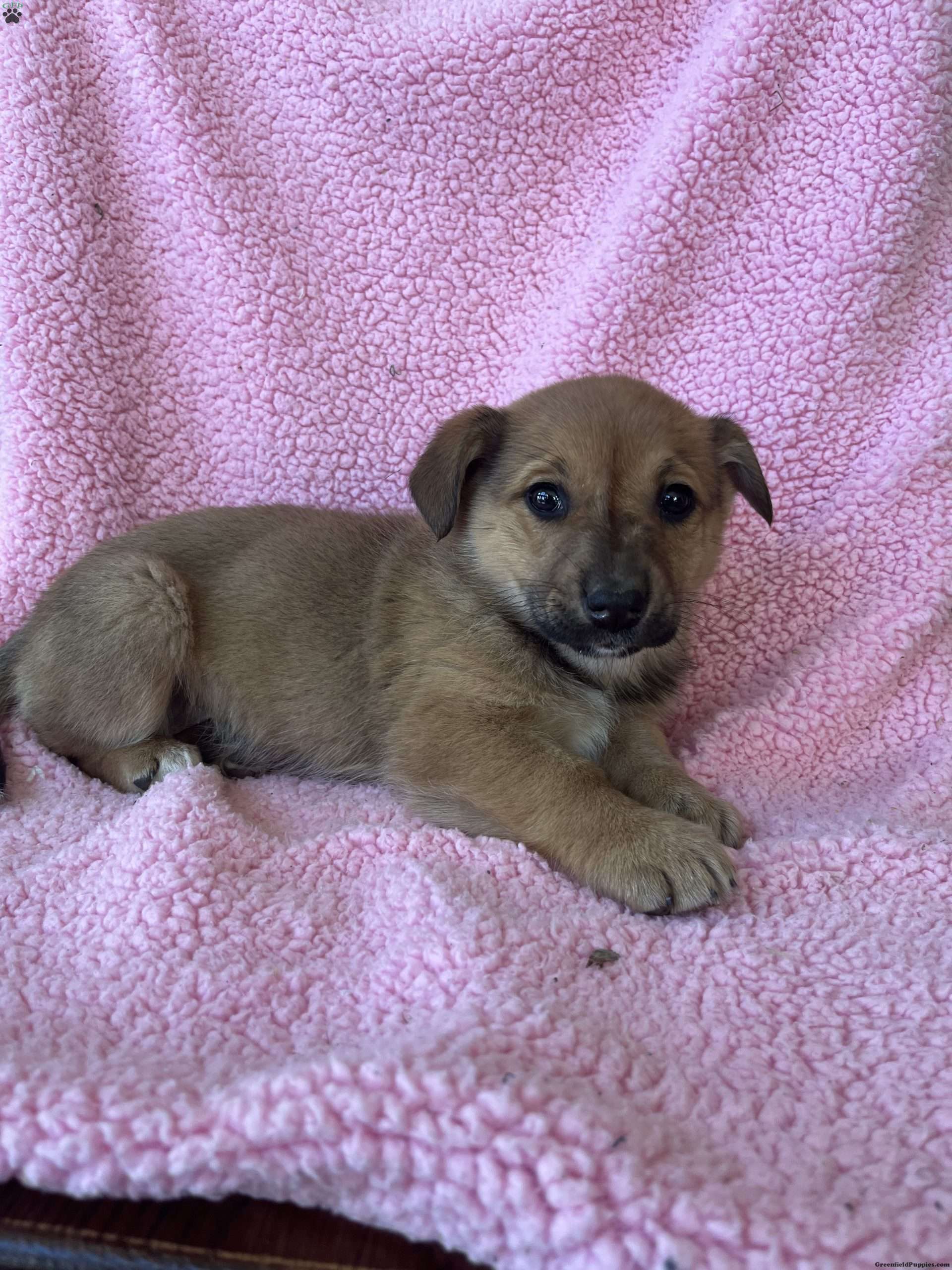 Tanisha - Welsh Corgi Mix Puppy For Sale in Pennsylvania