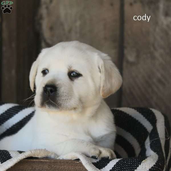 Cody, Yellow Labrador Retriever Puppy