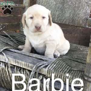 Barbie, Chocolate Labrador Retriever Puppy