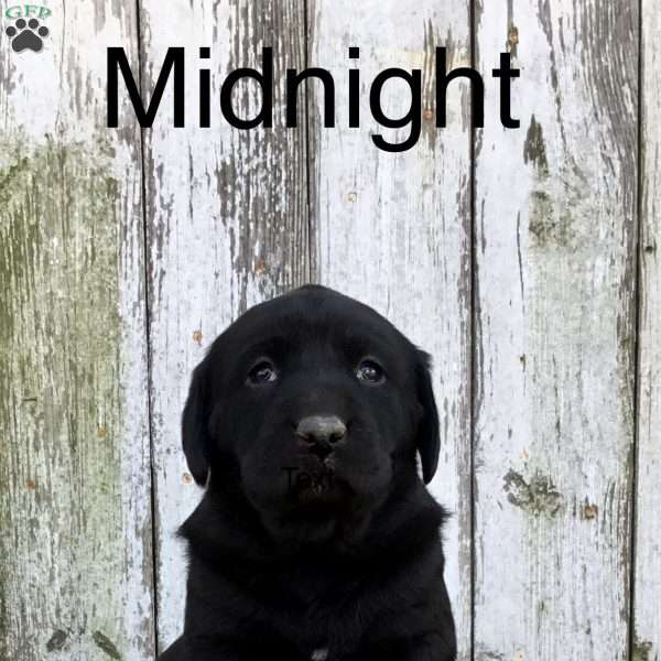 Midnight, Chocolate Labrador Retriever Puppy