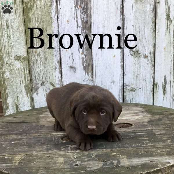 Brownie, Chocolate Labrador Retriever Puppy