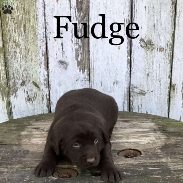 Fudge, Chocolate Labrador Retriever Puppy