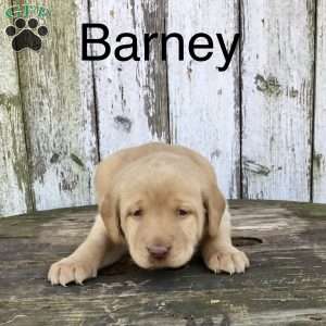 Barney, Chocolate Labrador Retriever Puppy