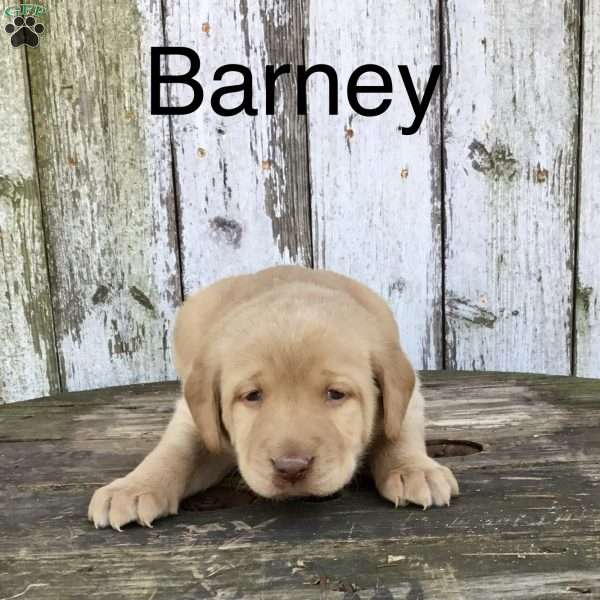 Barney, Chocolate Labrador Retriever Puppy