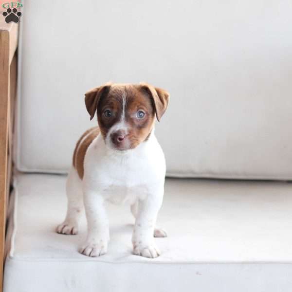 Arlo, Jack Russell Terrier Puppy