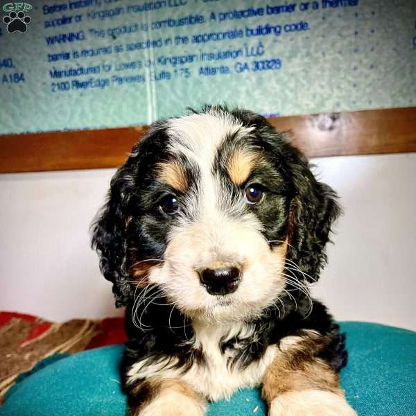 Paisley, Bernedoodle Puppy