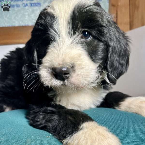 Timothy, Bernedoodle Puppy