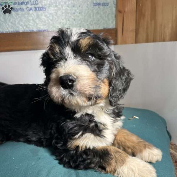 Theo, Bernedoodle Puppy