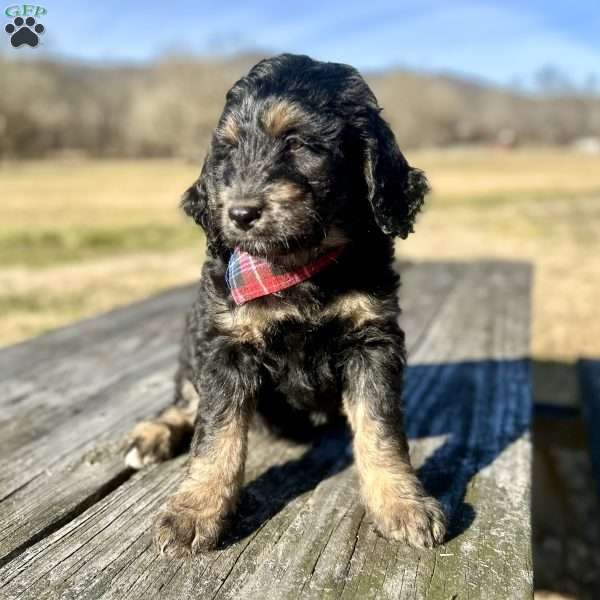 Candy, Bernedoodle Puppy