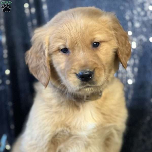 Marvin, Golden Retriever Puppy
