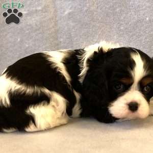 Onyx, Cavalier King Charles Spaniel Puppy